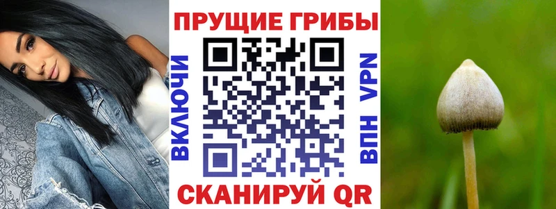 Псилоцибиновые грибы Psilocybe  Красный Холм 